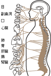 Ｃ＆Ａアトラス療法